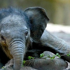 Иван Диоба, 21.09.1988, Абакан