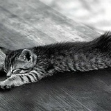 Алина Газукина, 05.05, Севастополь