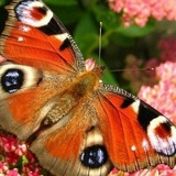 Полина Копалина, 18.01, Архангельск