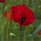 Ирина Гриненко, 09.12.1901, Баку