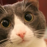 Антон Ильин, 11.12.1986, Новосибирск