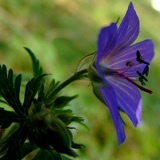 Милена Третьякова, 01.03.1901, Челябинск