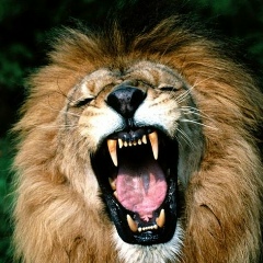 Crazy Lion