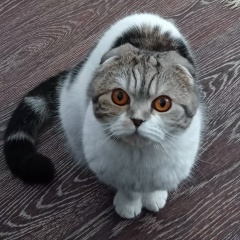 Олег К, Ульяновск