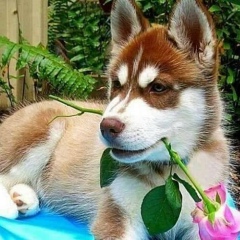 Tunacan Keklik, 11.10.1978, Antalya