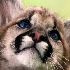 Булат Салихов, 01.01.1988, Москва