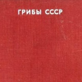 Александр Лёвкин, 07.11.1985