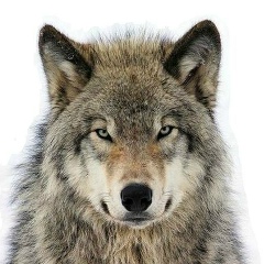 Евгений Кравчук, 03.05, Санкт-Петербург