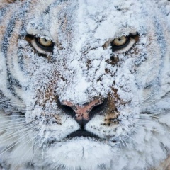 Тимур Алиев