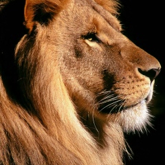 Юрий Карев, Москва