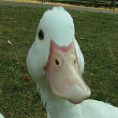 Гусь Стас, 06.03