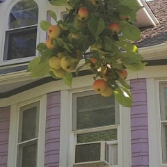 Таня Плехова