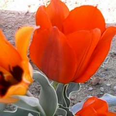 Назерке Досанова, 20.03.1992