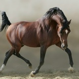 Арабские Лошади, 01.01.2008, Краснодар