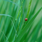 Андрей Яковенко, Санкт-Петербург