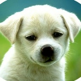 Дима Шелков, 07.11.1994, Новокузнецк