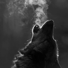 Volodymyr Chornyi, 27.06.1983, Киев