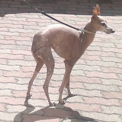 Сегега Иванович, 21.01.1968, Санкт-Петербург