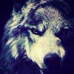 Бислан Тимирсултанов, 23.04.1994