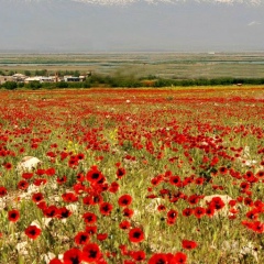 Рафик Татевосян, 01.05.1920, Санкт-Петербург