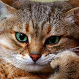 Никита Шахов, 22.08.1995, Чебоксары