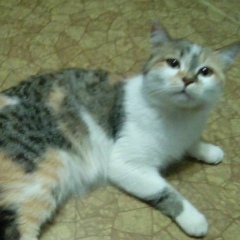 Кошечка-Мэри Джейн, 18.09.2005