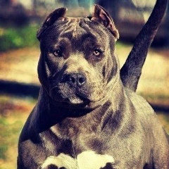 Александр Попов, 06.08.1987, Сургут