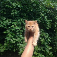 Алексей Чепурин, 20.07, Санкт-Петербург