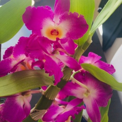 Гузеля Ибрагимова, 05.12, Казань