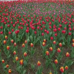 Анаргуль Габдулова, 05.09, Уральск