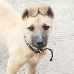 Gangrena Tv, 14.07, Владикавказ