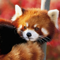 Лиля Сидоренко, 06.05, Харьков