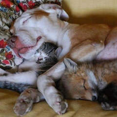 Игорь Смольянов, 17.06.1979, Москва