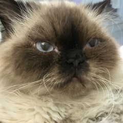 Василиса Горская, 09.11.1984, Санкт-Петербург