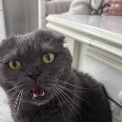 Маргарита Гущина, Алматы