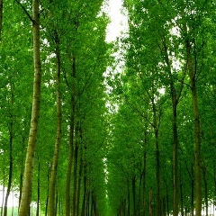 Леонид Кабалин, 30.12, Санкт-Петербург