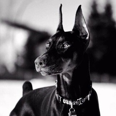 Александр Фарутин, 07.01.1985, Череповец