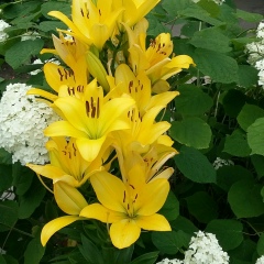 Бакира Рендибаева, 18.11, Шымкент