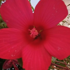 Юлия Богданова, Москва