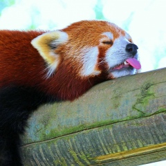 Михаил Кебец, 21.03.1984, Санкт-Петербург