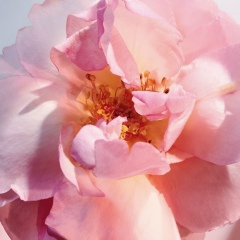 Эдита Ракеева, 29.08, Якутск