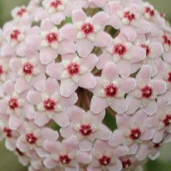 Елена Любская, 20.08.1970, Санкт-Петербург