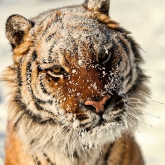 Тимур Тимур, 02.02.1991, Москва
