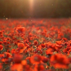 Мадина Шорова, 28.10.1992, Черкесск