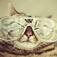 Адам Шамсадов, 10.10, Грозный