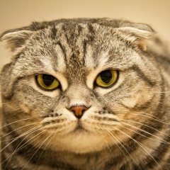 Solo Good, Севастополь