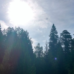 Елена Шулятьева