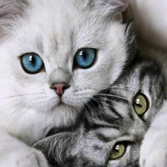 Серега Соколов, 11.03, Киев