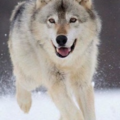 Дмитрий Шайдуллин, 28.03, Нефтекамск