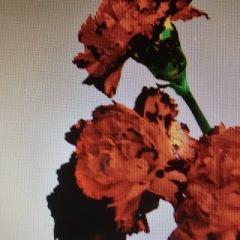 Анара Ногаева, 08.02.1988, Астана